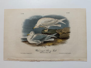 Original Audubon 1st Edition number 90, plate 447, White-winged Silverey Gull