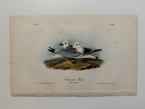 Original Audubon 1st Edition number 89, plate 444, Kittiwake Gull