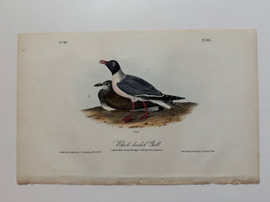 Original Audubon 1st Edition number 89, plate 443, Black-headed Gull