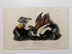 Original Audubon 1st Edition number 81, plate 405, Eider Duck