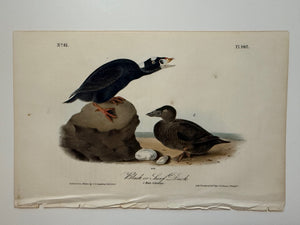 Original Audubon 1st Edition number 81, plate 402, Black or Surf Duck