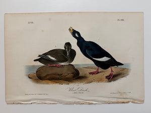 Original Audubon 1st Edition number 81, plate 401, Velvet Duck