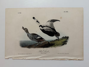 Original Audubon 1st Edition number 80, plate 400, Pied Duck