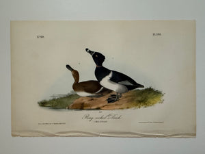 Original Audubon 1st Edition number 80, plate 398, RIng-necked Duck
