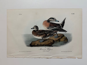 Original Audubon 1st Edition number 78, plate 389, American Widgeon