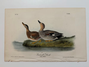 Original Audubon 1st Edition number 78, plate 388, Gadwall Duck