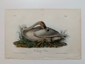 Original Audubon 1st Edition number 77, plate 383, Trumpeter Swan