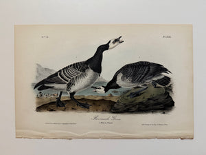 Original Audubon 1st Edition number 76, plate 378, Bernacle Goose