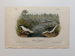Original Audubon 1st Edition number 69, plate 342, Spotted Sandpiper