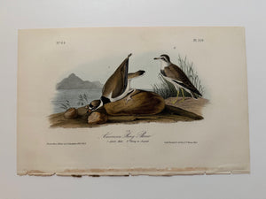 Original Audubon 1st Edition number 64, plate 320, American Ring Plover