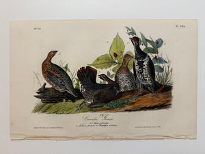 Original Audubon 1st Edition number 59, plate 294, Canada Grous