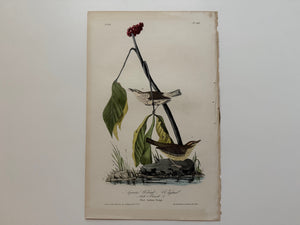 Original Audubon 1st Edition number 30, plate 149, Aquatic Wood-Wagtail