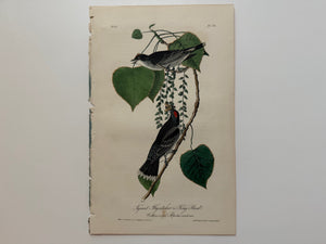 Original Audubon 1st Edition number 12, plate 56, Tyrant Flycatcher or King Bird