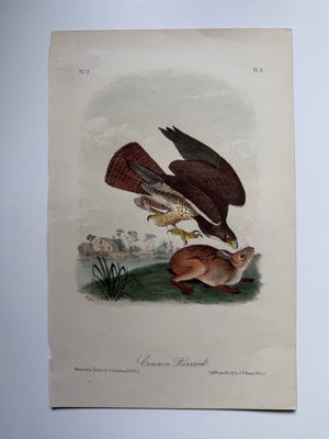 Original Audubon 2nd Edition octavo number 2, plate 6, Common Buzzard