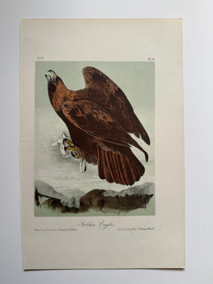 Original Audubon 2nd Edition octavo number 3, plate 12, Golden Eagle