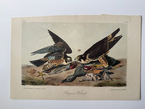 Original Audubon 2nd Edition octavo number 4, plate 20, Peregrine Falcon