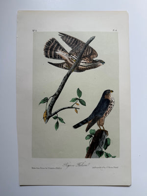 Original Audubon 2nd Edition octavo number 5, plate 21, Pigeon Falcon