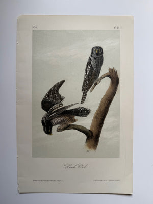 Original Audubon 2nd Edition octavo number 6, plate 27, Hawk Owl