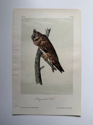 Original Audubon 2nd Edition octavo number 8, plate 37, Long-eared Owl