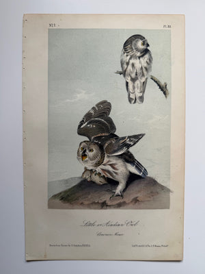 Original Audubon 2nd Edition octavo number 7, plate 33, Little or Acadian Owl