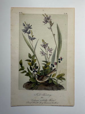 Original Audubon 2nd Edition octavo number 33, plate 164, Field Bunting