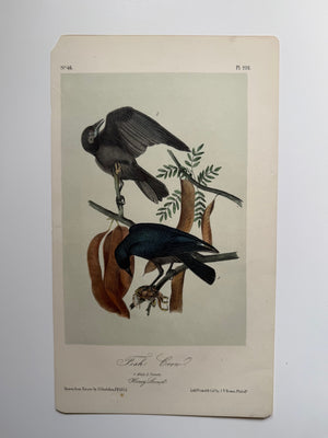Original Audubon 2nd Edition octavo number 46, plate 226, Fish Crow
