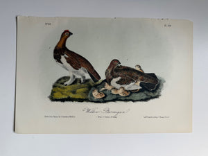 Original Audubon 2nd Edition octavo number 60, plate 299, Willow Ptarmigan