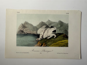 Original Audubon 2nd Edition octavo number 60, plate 300, American Ptarmigan