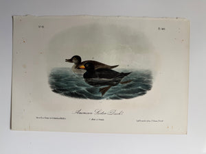 Original Audubon 2nd Edition octavo number 81, plate 403, American Scoter Duck