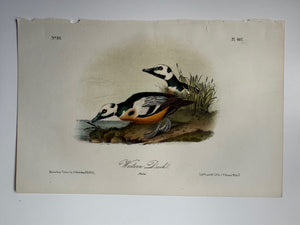Original Audubon 2nd Edition octavo number 82, plate 407, Western Duck