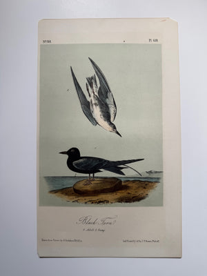 Original Audubon 2nd Edition octavo number 88, plate 438, Black Tern