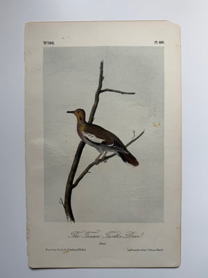 Original Audubon 2nd Edition octavo number 100, plate 496, The Texan Turtle Dove