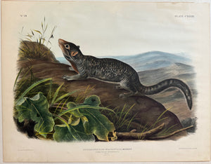 Original Audubon Imperial Large-tailed Spermophile. Plate 139