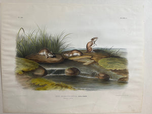 Original Audubon Imperial Missouri Mouse. Plate 100