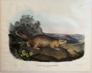 Original Audubon Imperial Parry's Marmot Squirrel. Plate 9