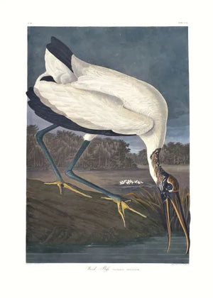 Wood Ibis
