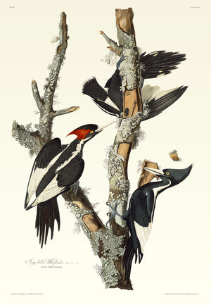 Ivory-billed Woodpecker