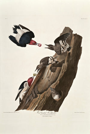 Red-headed Woodpecker