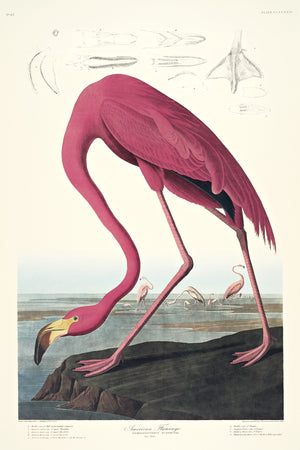 American Flamingo