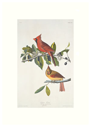 Cardinal