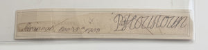 1758 Sir Patrick Houstoun—Founding-Era Georgia Colonist and President of the Royal Council—Signature, Savannah