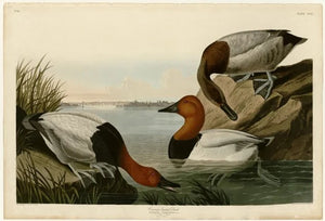 Canvas-backed Duck