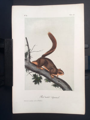 Lord-Hopkins Collection - Red-tailed Squirrel