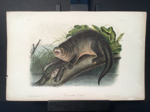 Lord-Hopkins Collection - Canada Otter