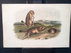 Lord-Hopkins Collection - Prairie Dog, Marmot Squirrel
