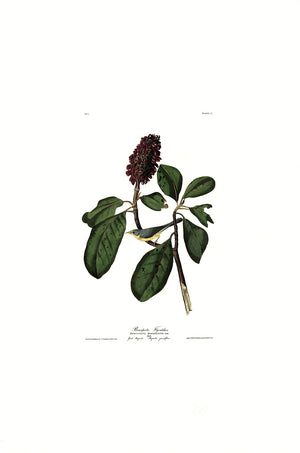 Bonaparte Flycatcher