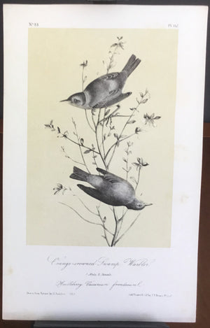 Audubon Octavo Orange-crowned Swamp Warbler, plate 112, uncolored test sheet, 7 x 11