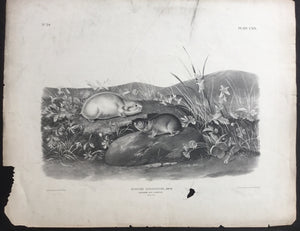 Audubon Original Imperial plate 119, Hudson Bay Lemming