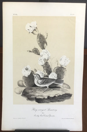 Audubon Octavo Bay-winged Bunting, plate 159, uncolored test sheet, 7 x 11