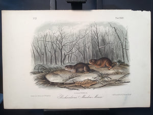 Lord-Hopkins Collection - Richardson’s Meadow Mouse